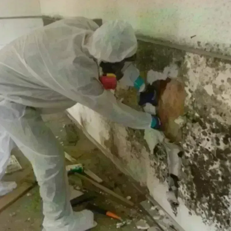 Mold Remediation and Removal in Orangevale, CA